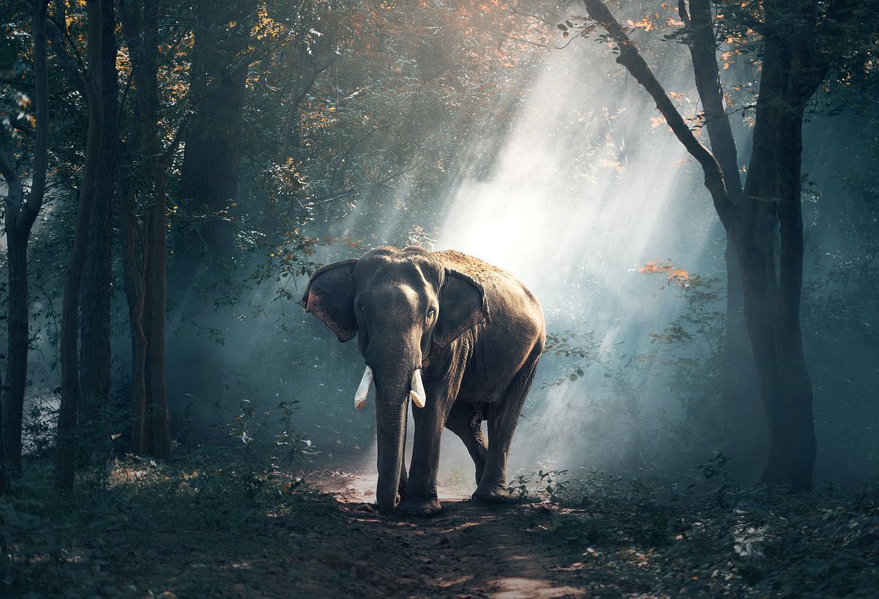 Picture of an elephant